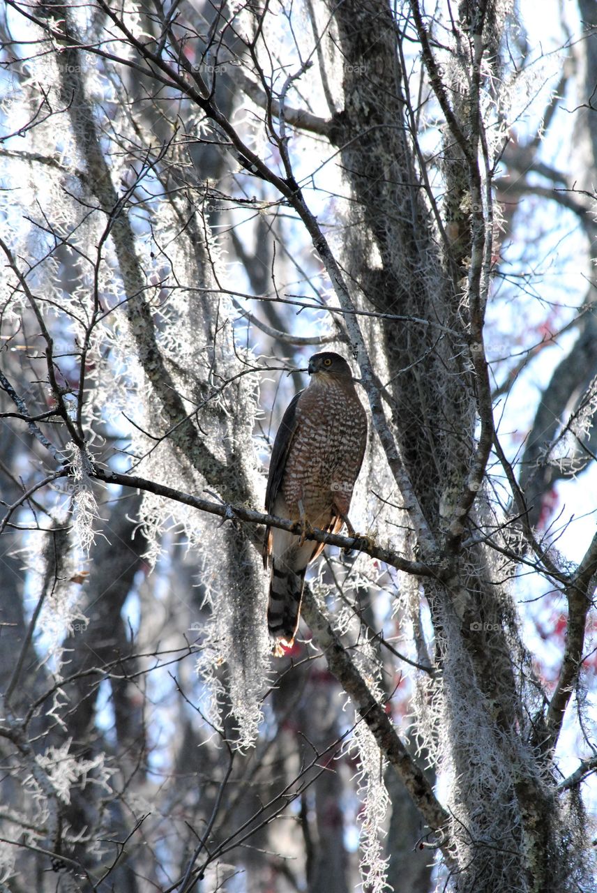Coopers Hawk sits on Tree Branch and waits on his next meal