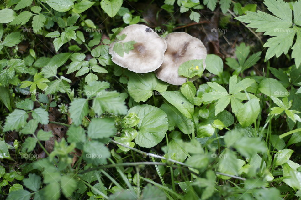 mushrooms!!