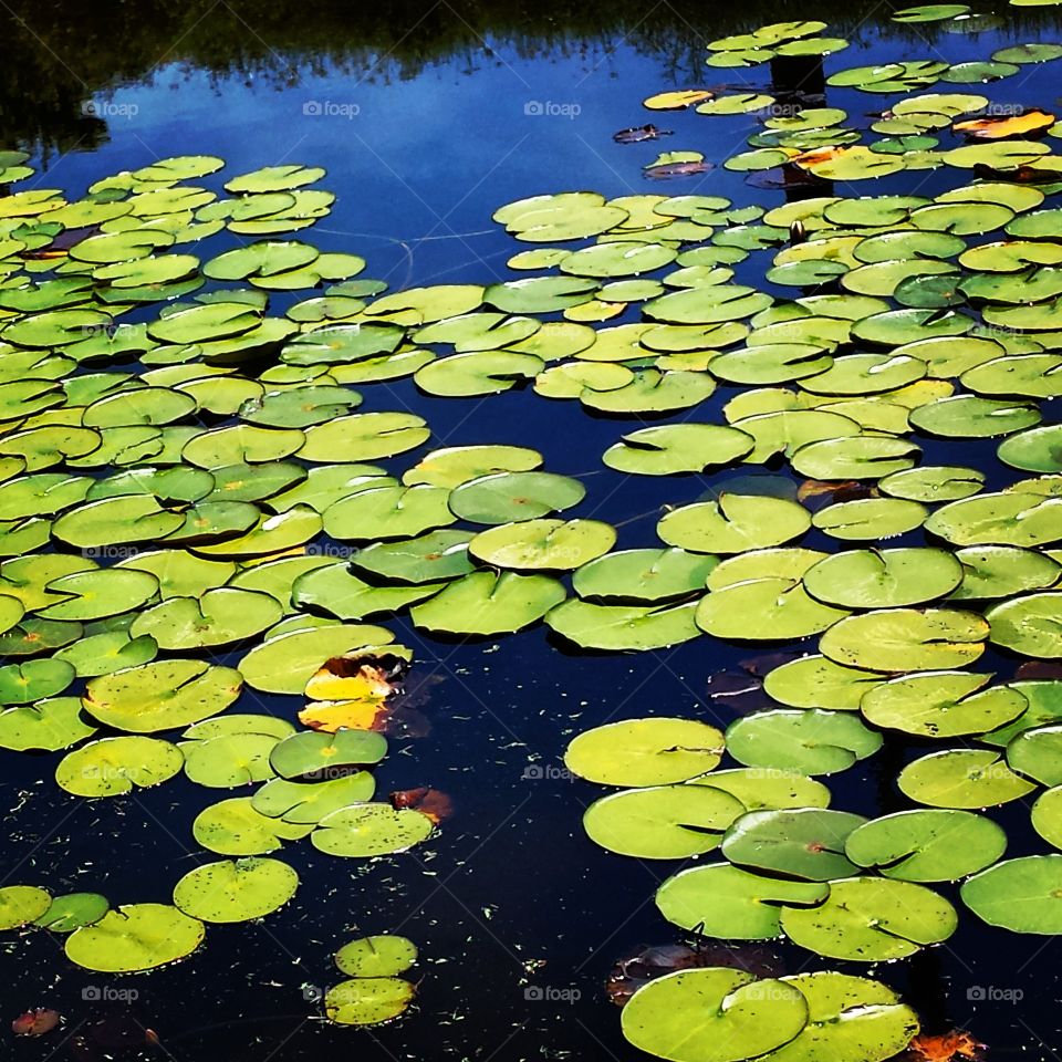 Lily Pads on Pond 2. taken just outside of my home