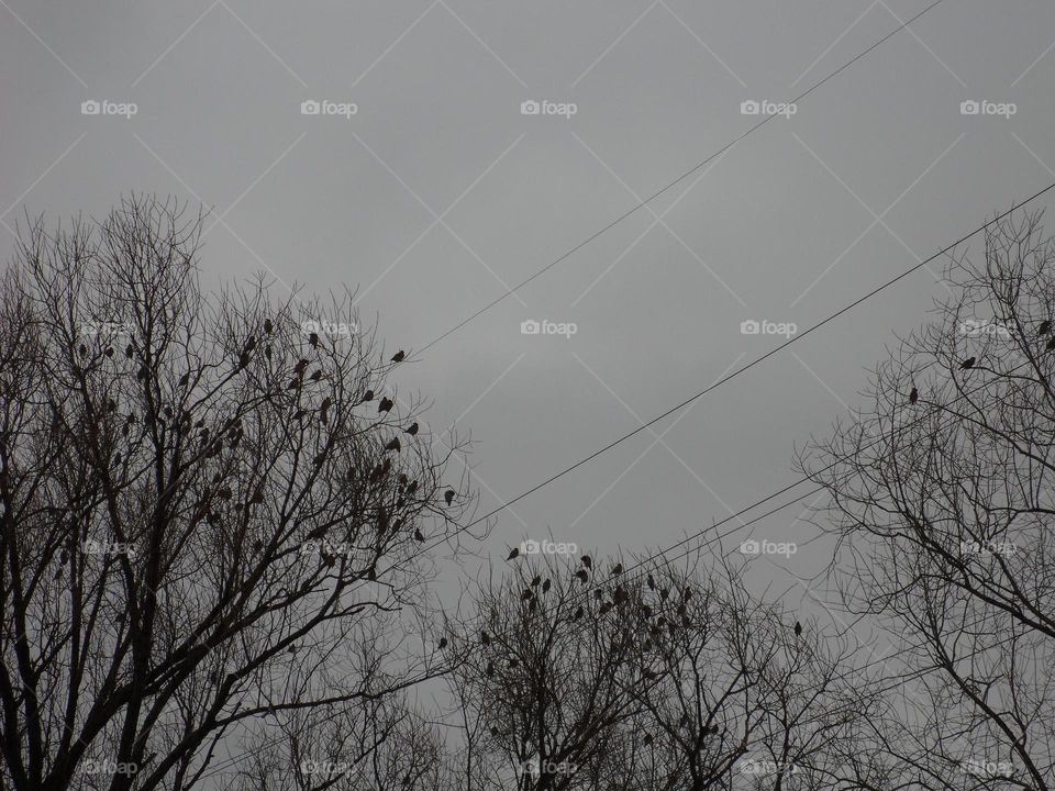 birds sit on tree branches