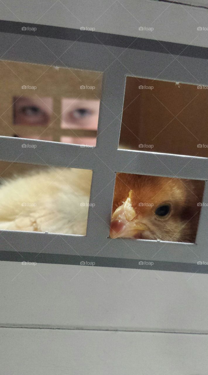 Peekaboo Child and Chick