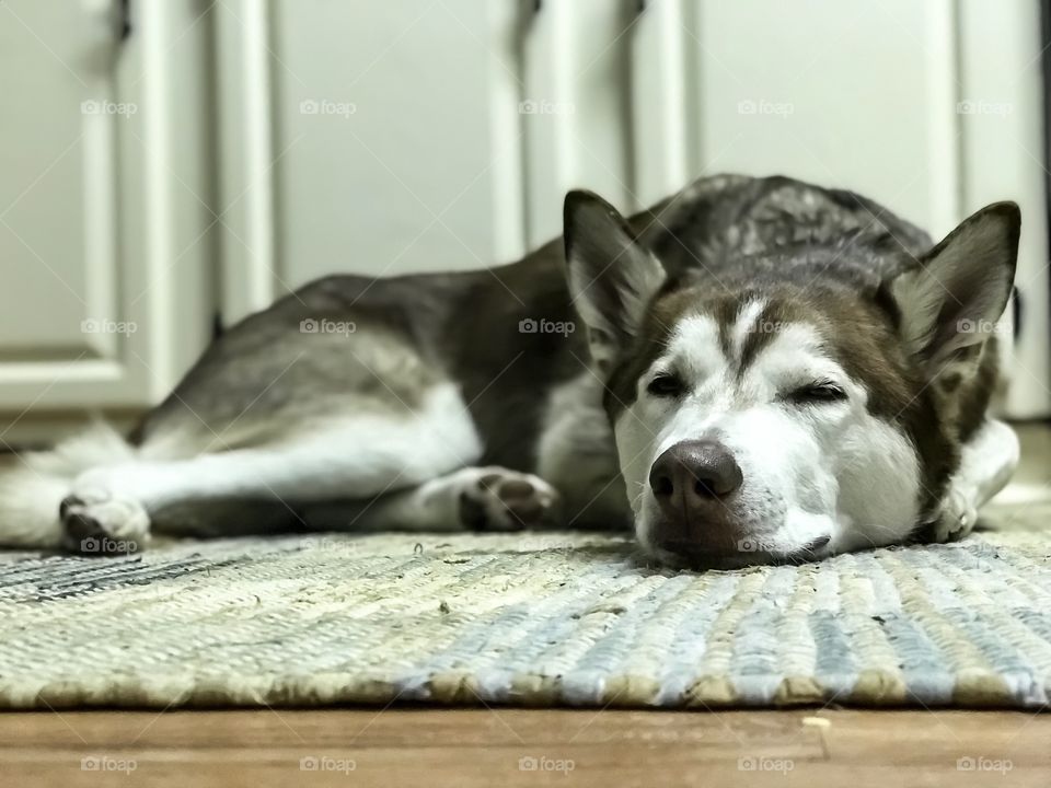 Tired Husky