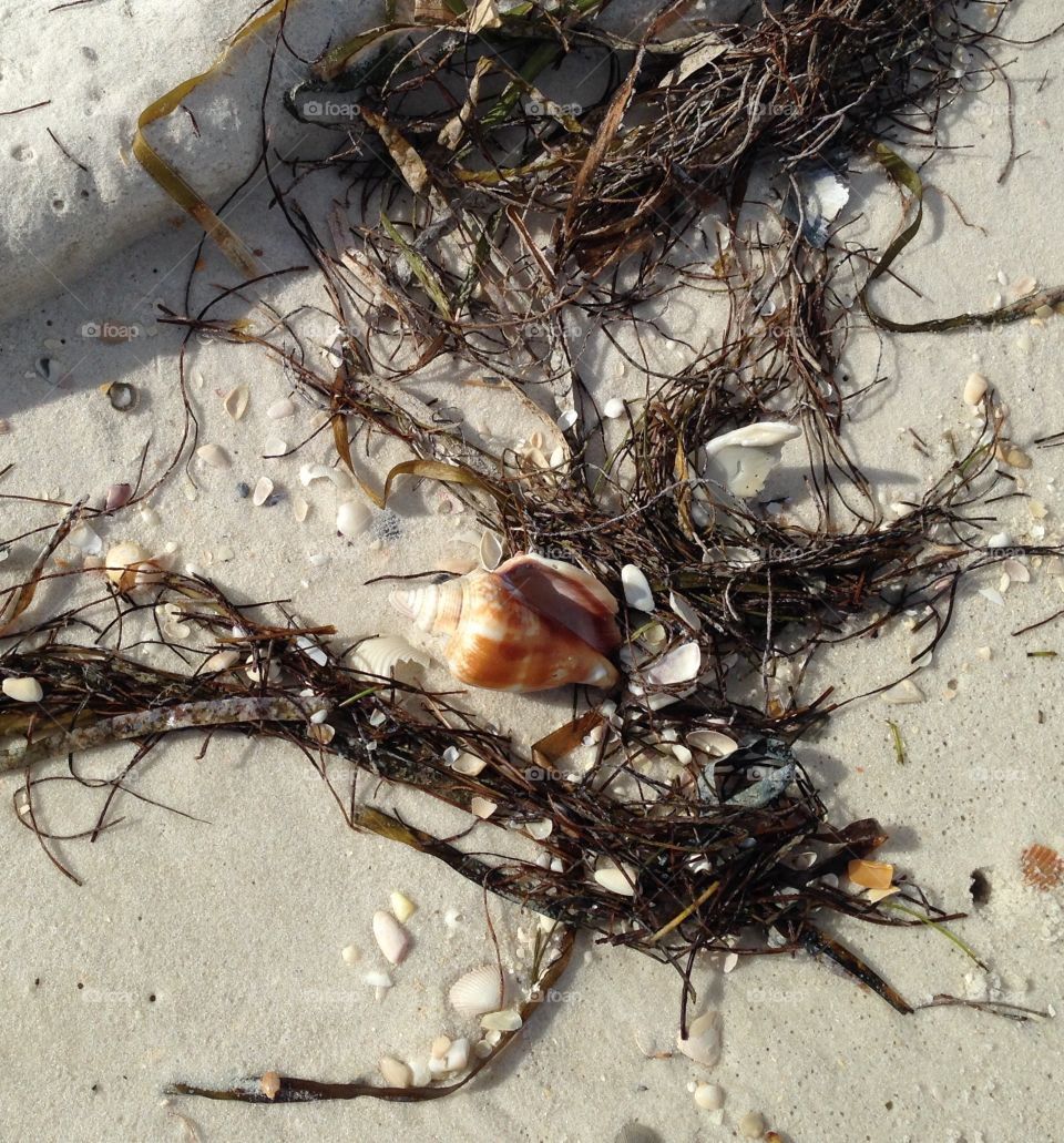 Shells on the Beach