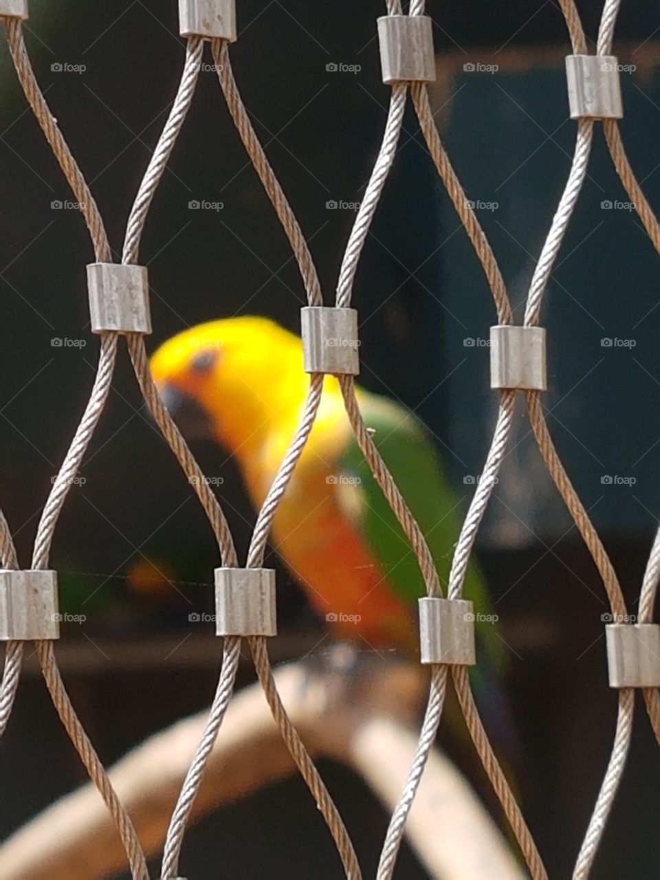 bird prison jail sentence