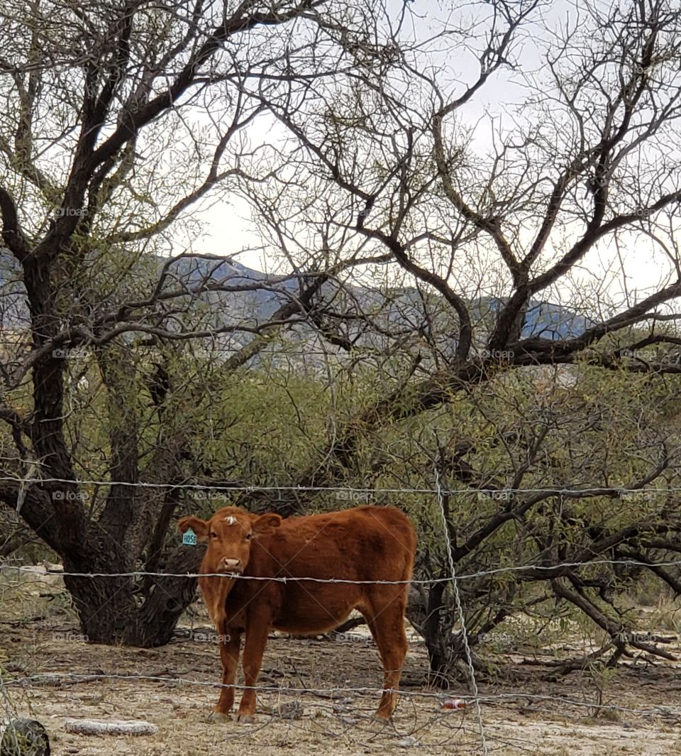 I am watching you. why are you looking at me, I am not out of my yard