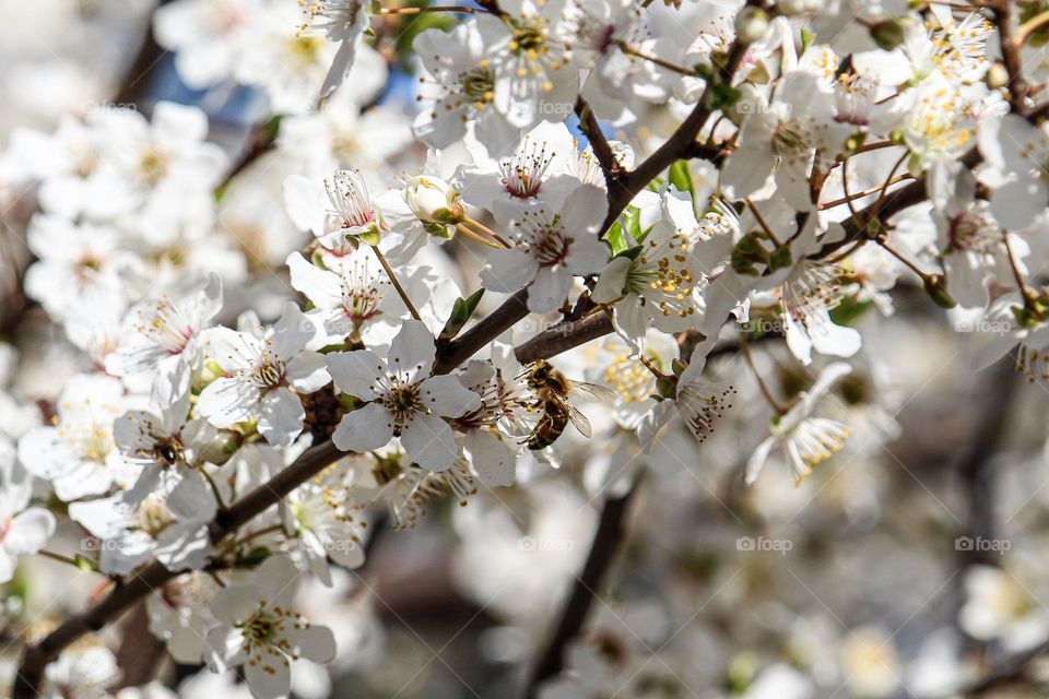 Branch of a white spring flowers