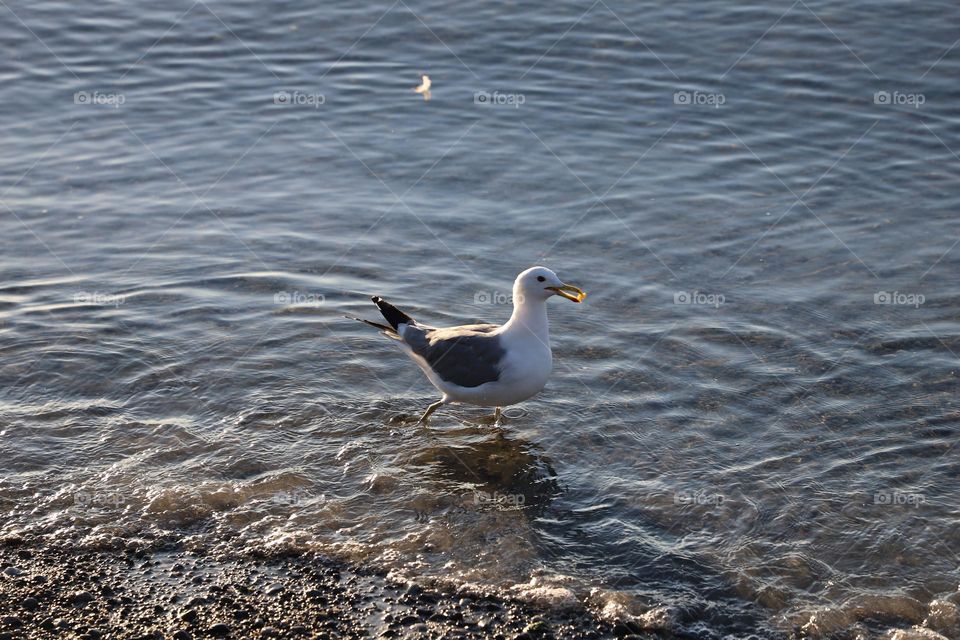 Seagull in the shallow 