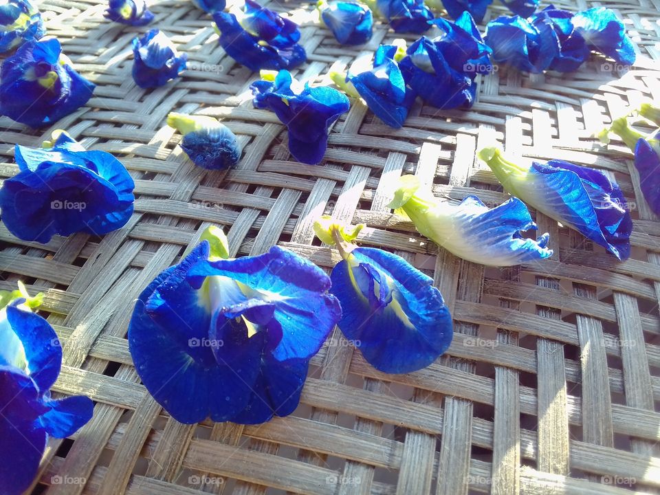 drying, dry out Butterfly pea flower