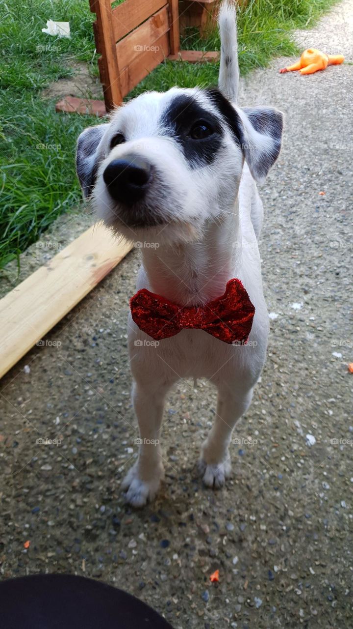 Parson Russell Terrier