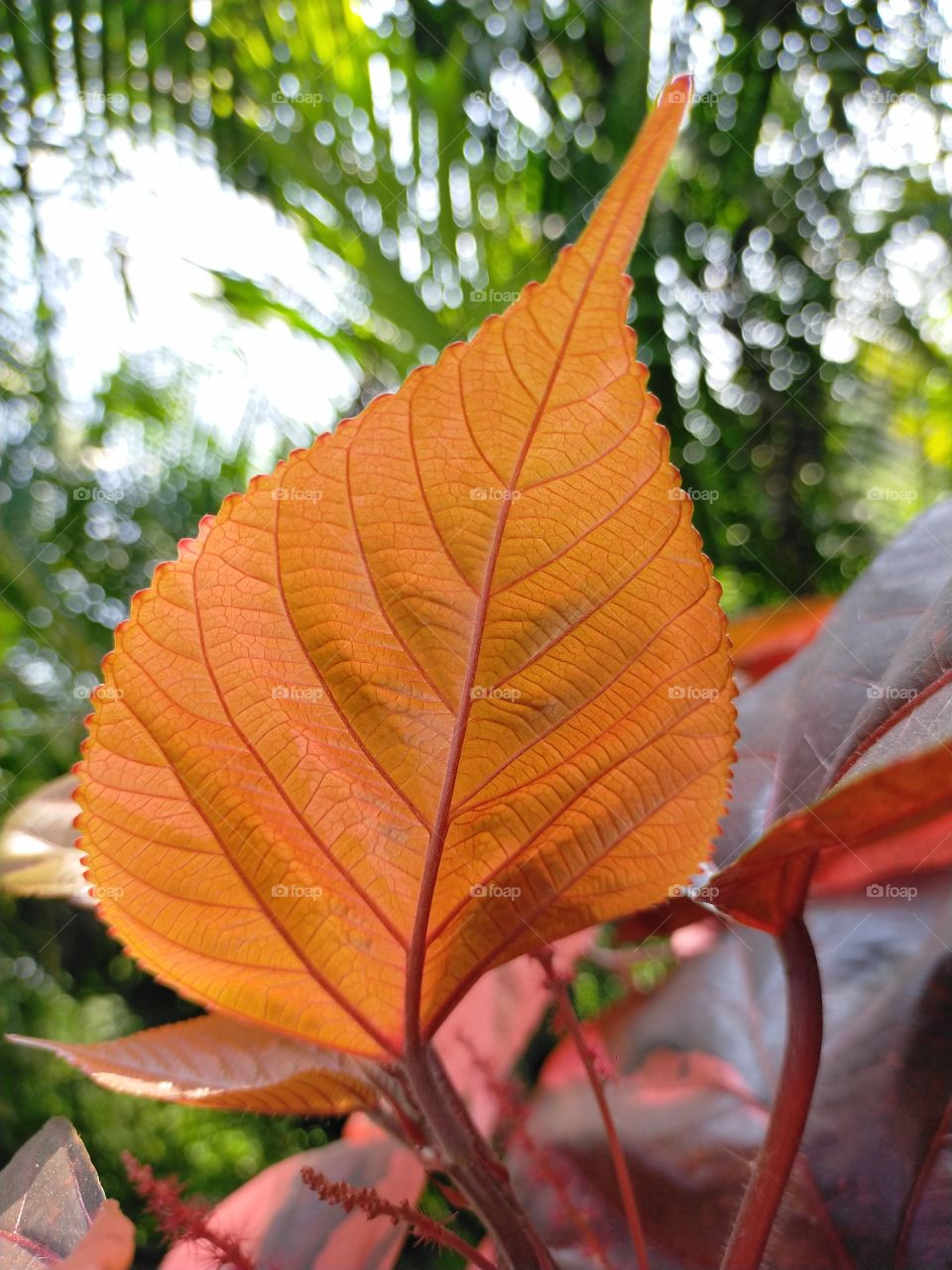 Bright orange colored Copper leaves