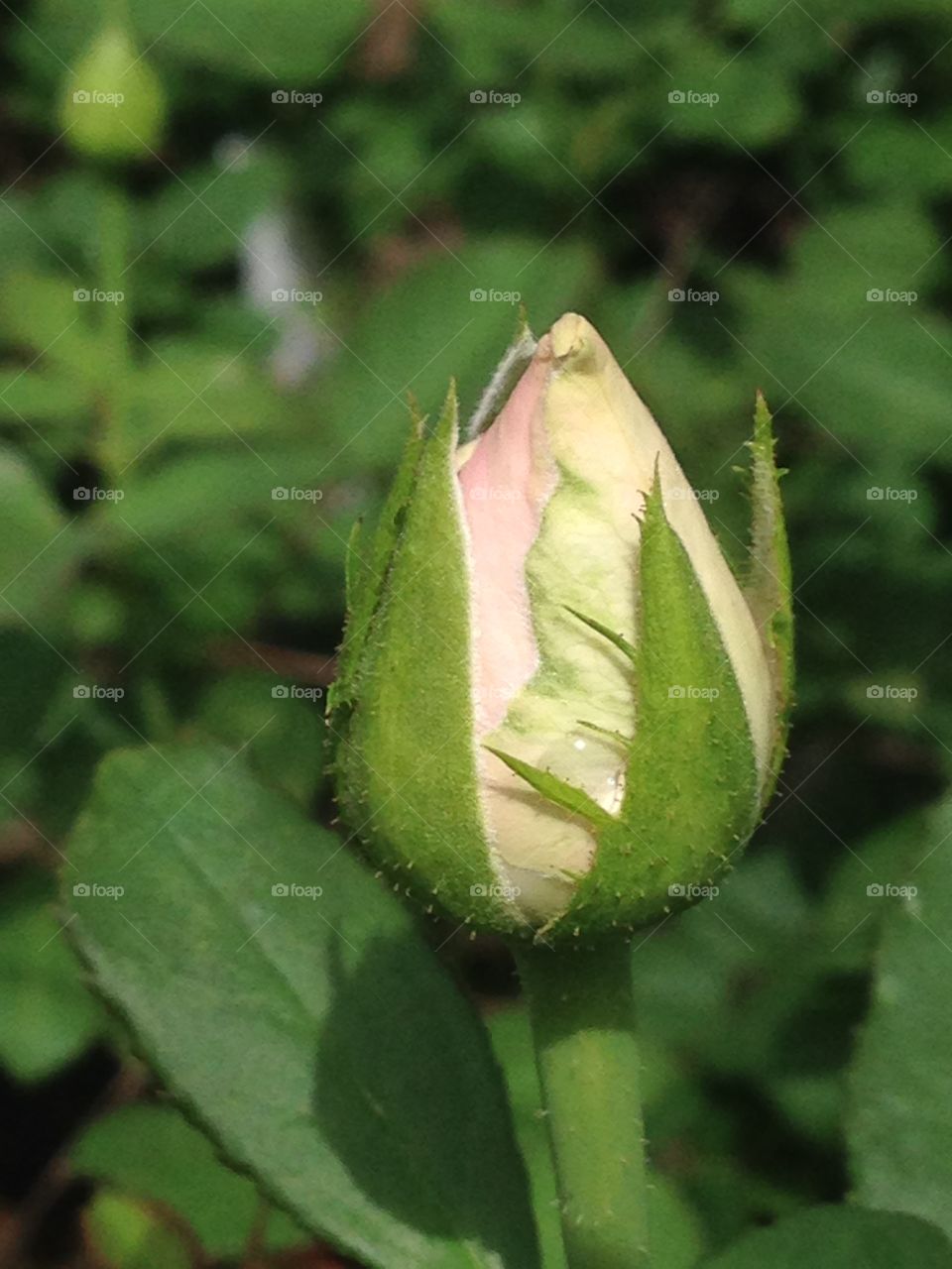 Close-up of rose bud