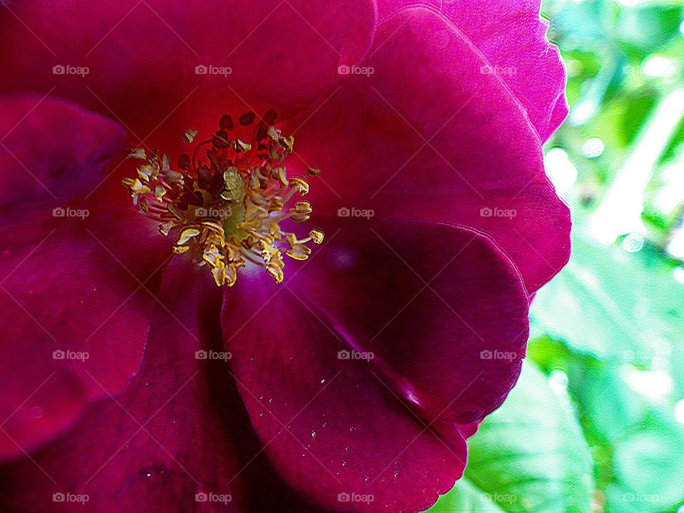 A blooming red flower