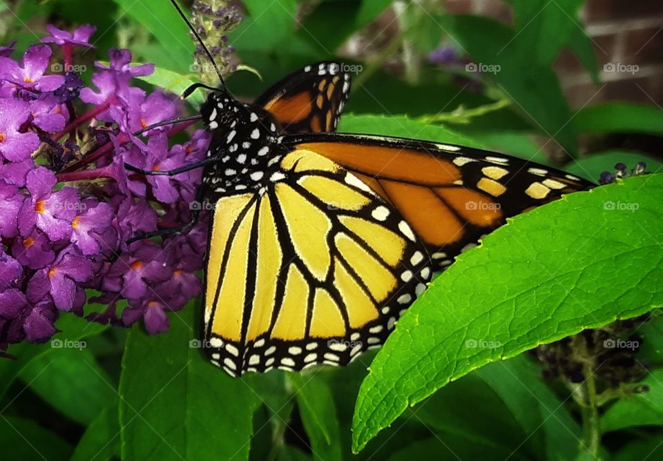 The Butterfly Bush 2