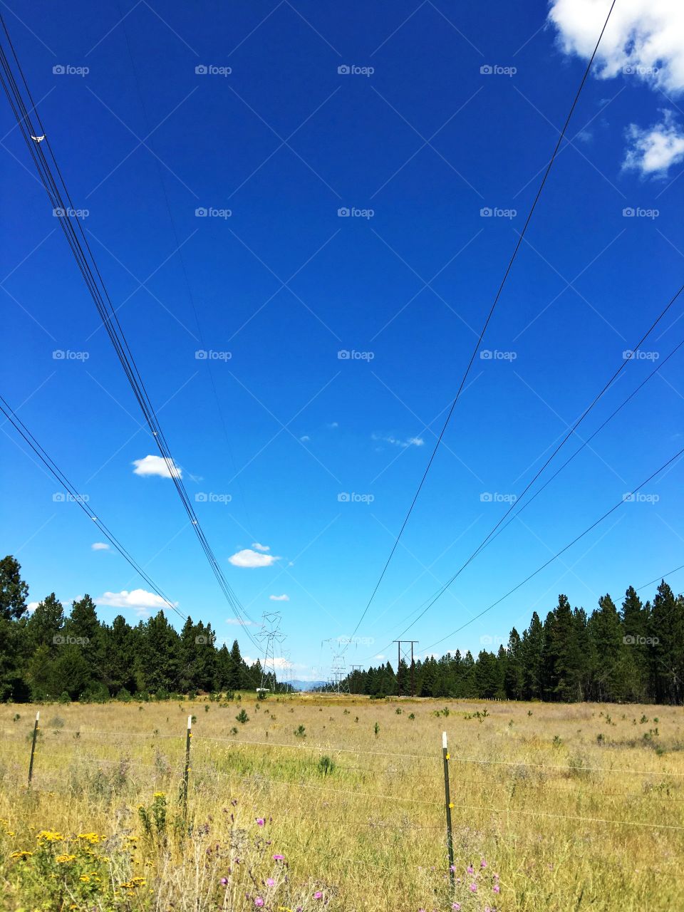 This photo captures a beautiful field lined with pine trees and wildflowers with electric lines overhead.