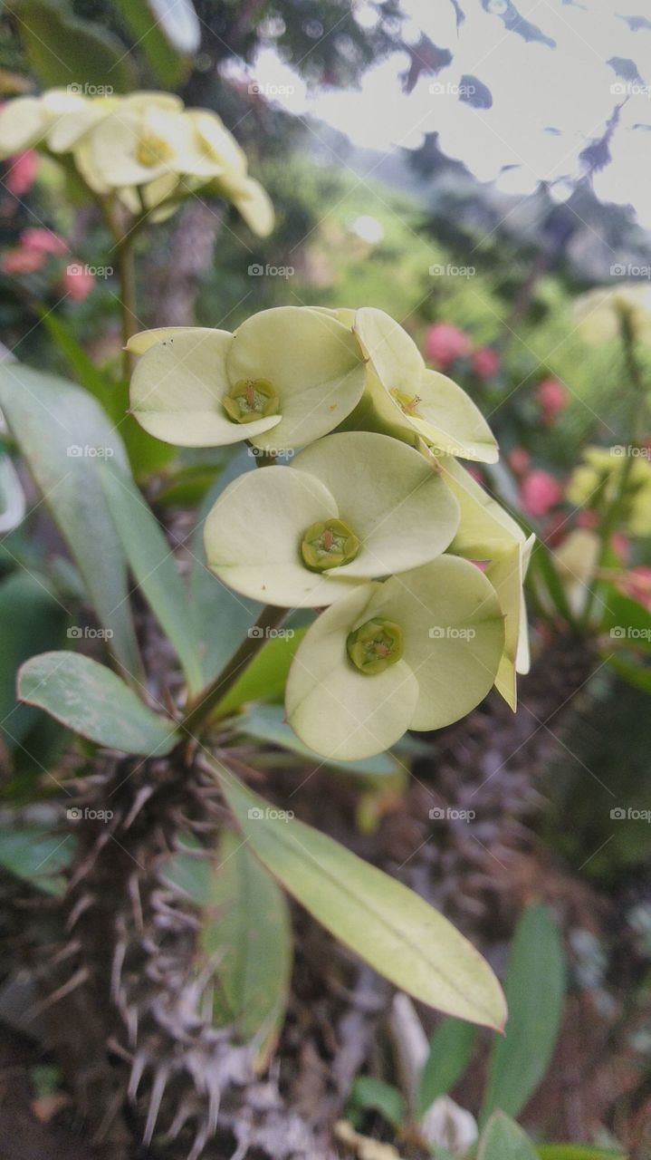 Flower Crown of Thorns