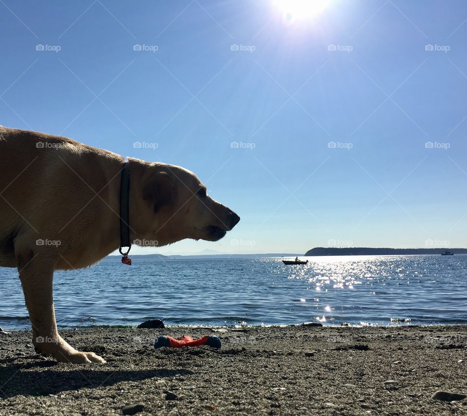 Dog on beach 