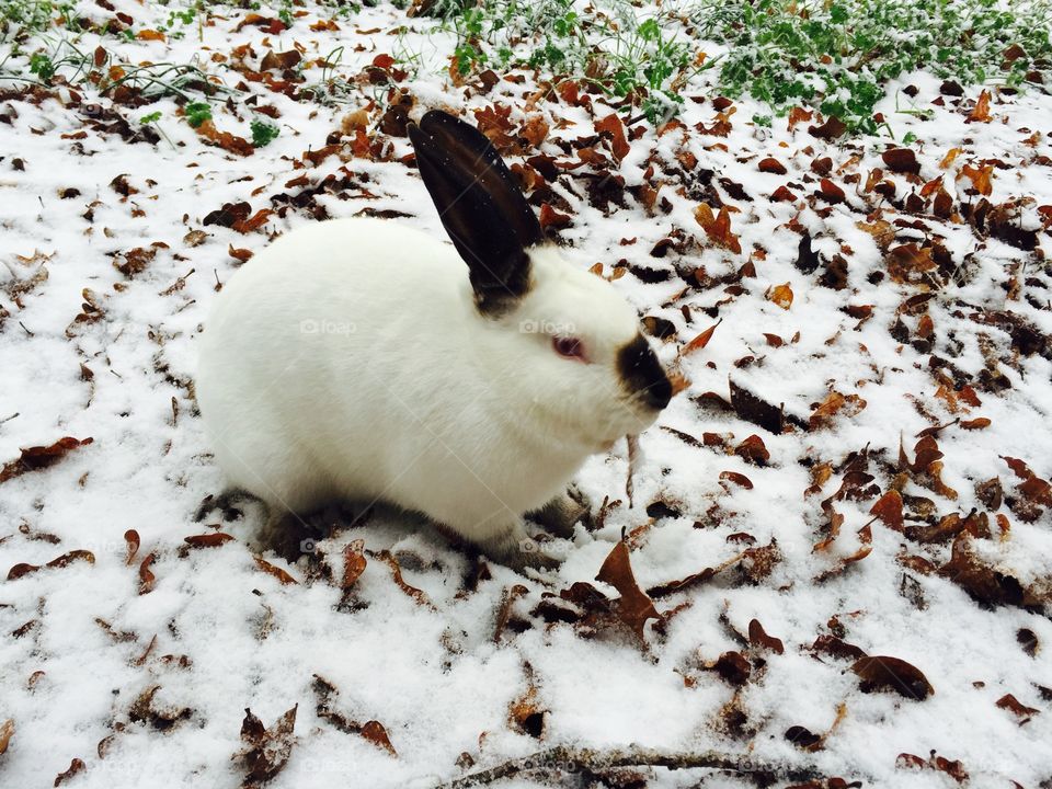 Bunny in the snow 