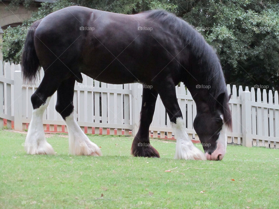 zoo horse gardens williamsburg by swatchtime