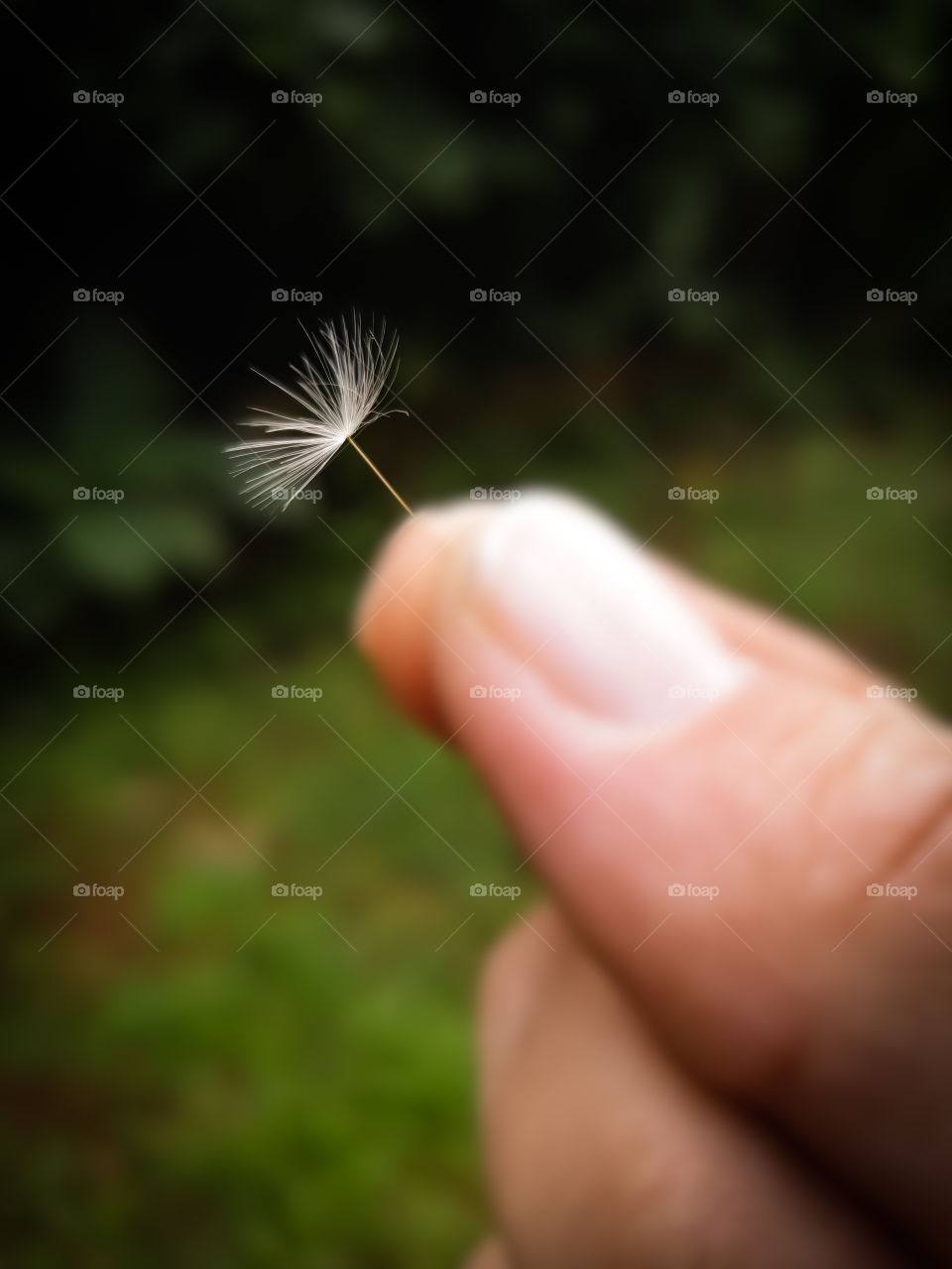 single dandelion seed