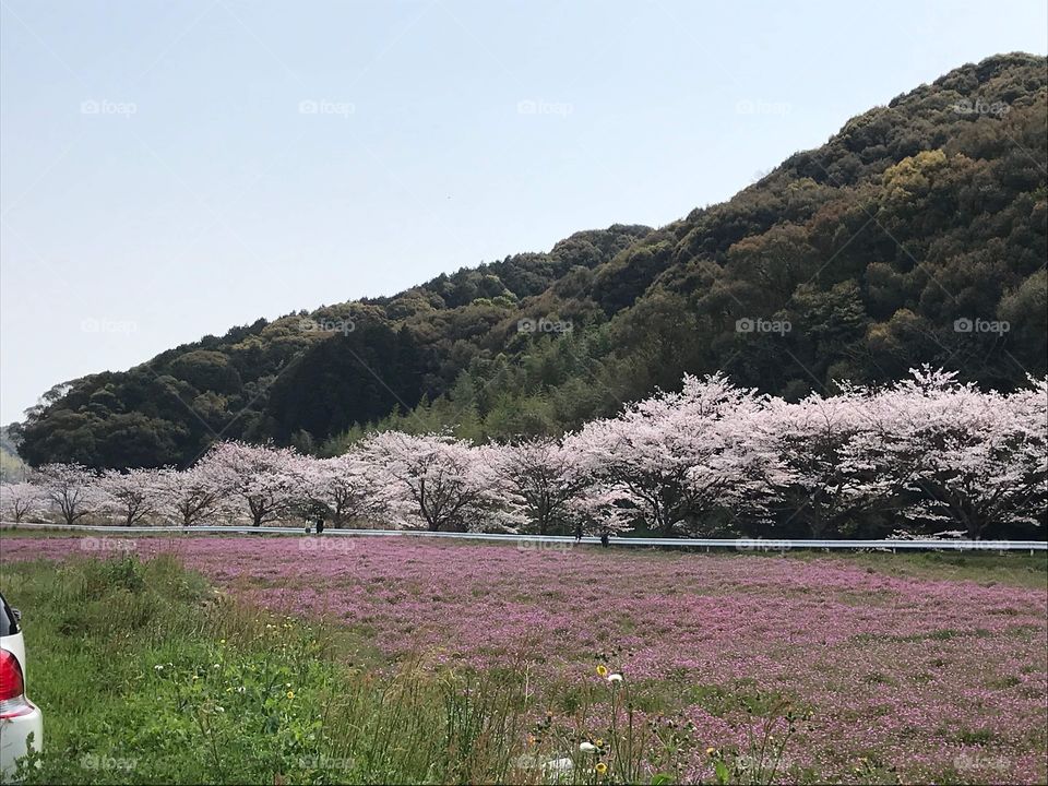 Cherry Blossom, Japan 