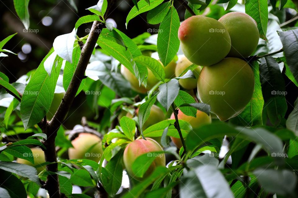Peaches in branch