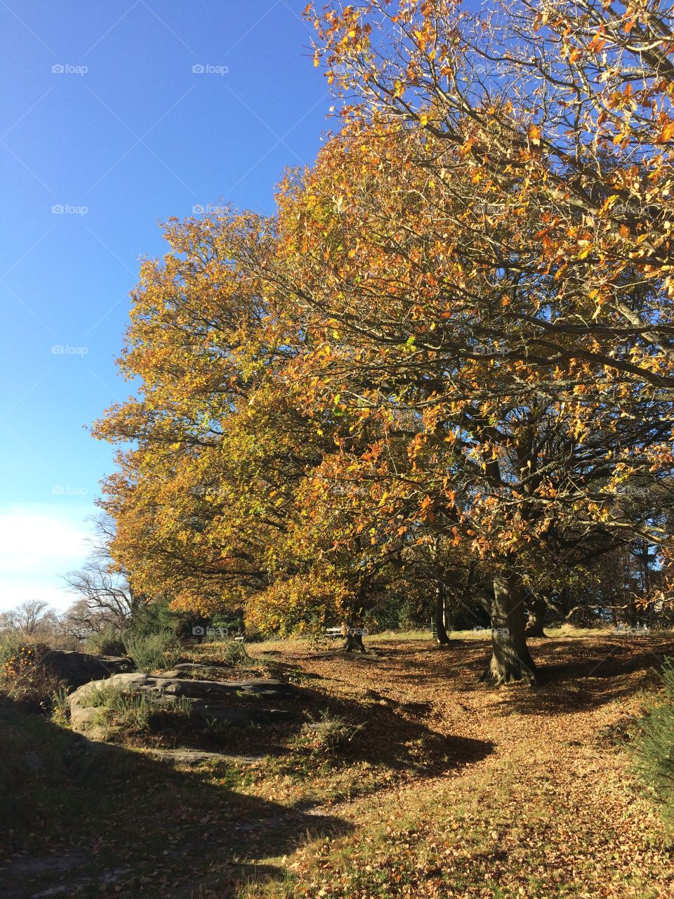 The trees advance from the right!! Contrast and colour