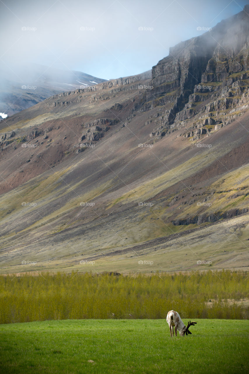 Raindeer in vik Iceland 