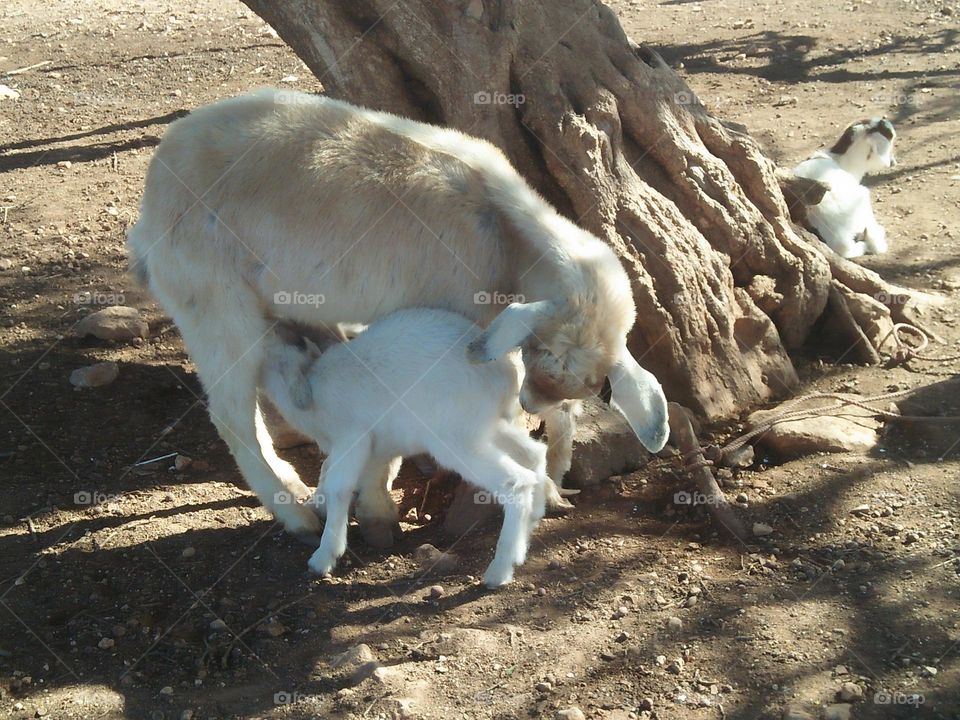  A small pregnancy lamb breastfeeding his mother.