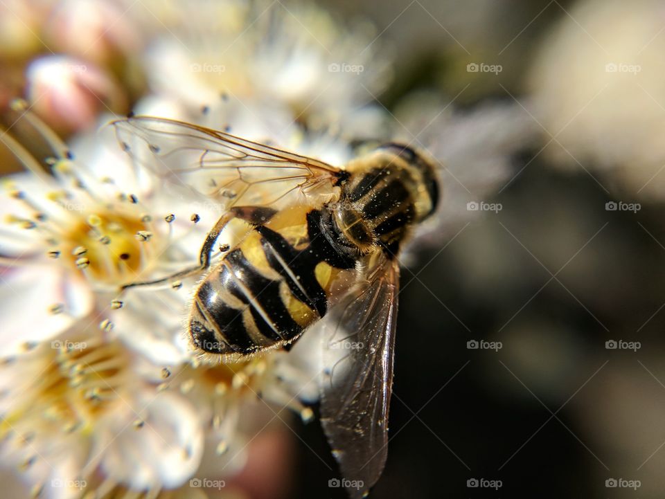 Hoverfly on white flowers
