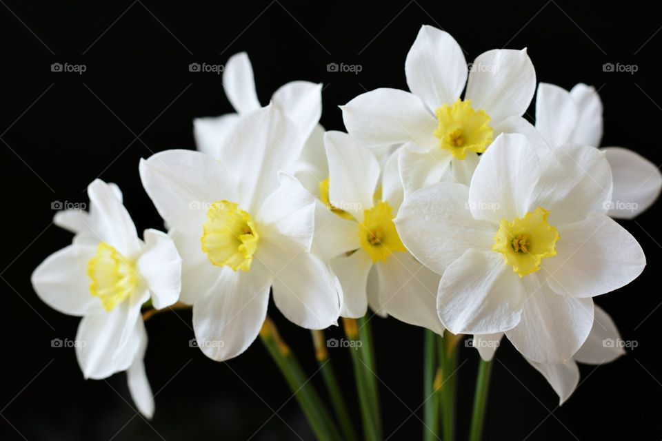 Flower, Flora, Nature, Daffodil, Petal