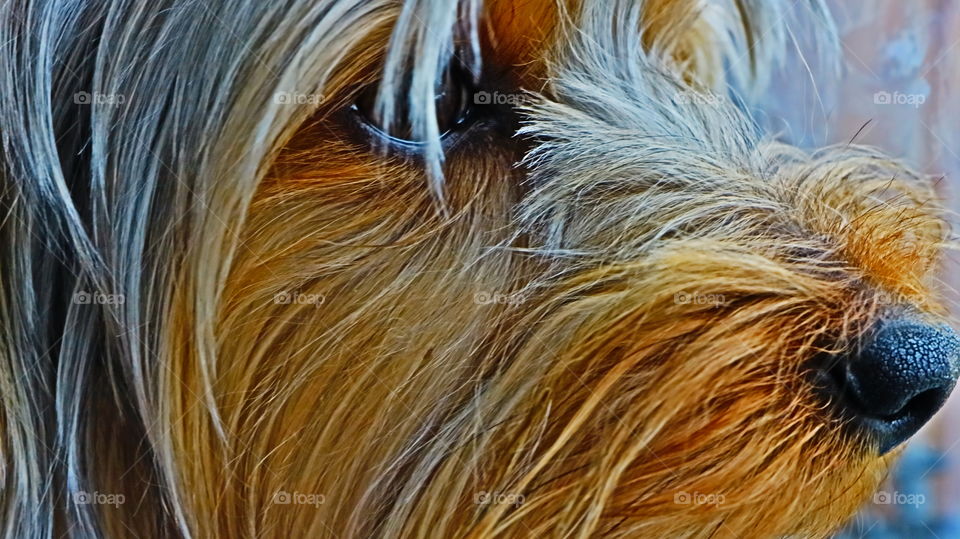 Close-up of dog