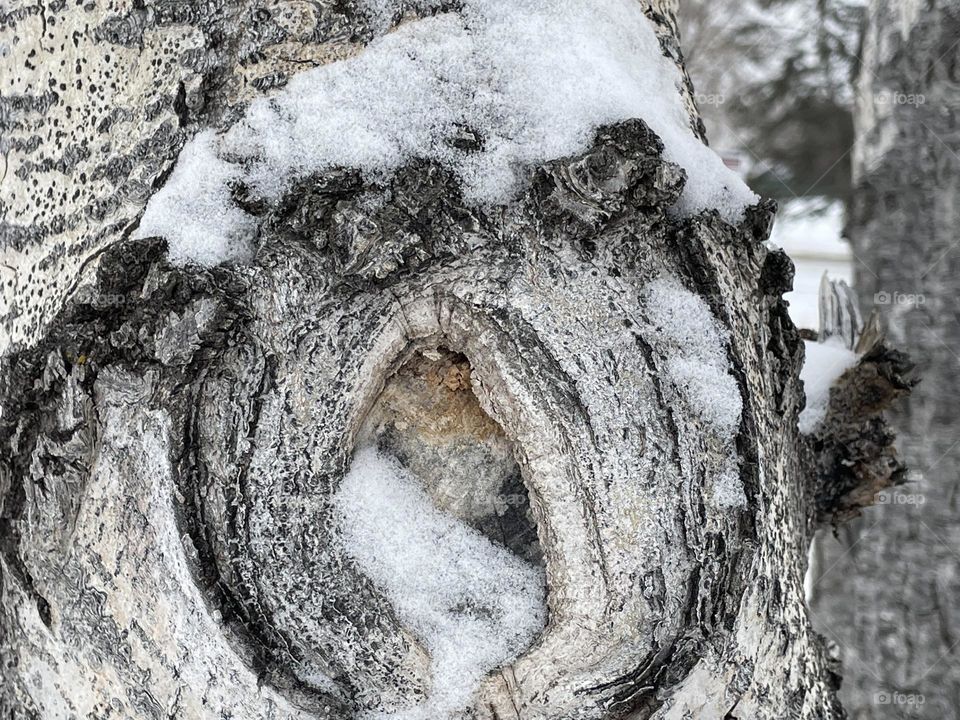 Brown, white, black with a tinge of orange are the colours on this tree trunk bark with fresh snow on it, where a branch might have been