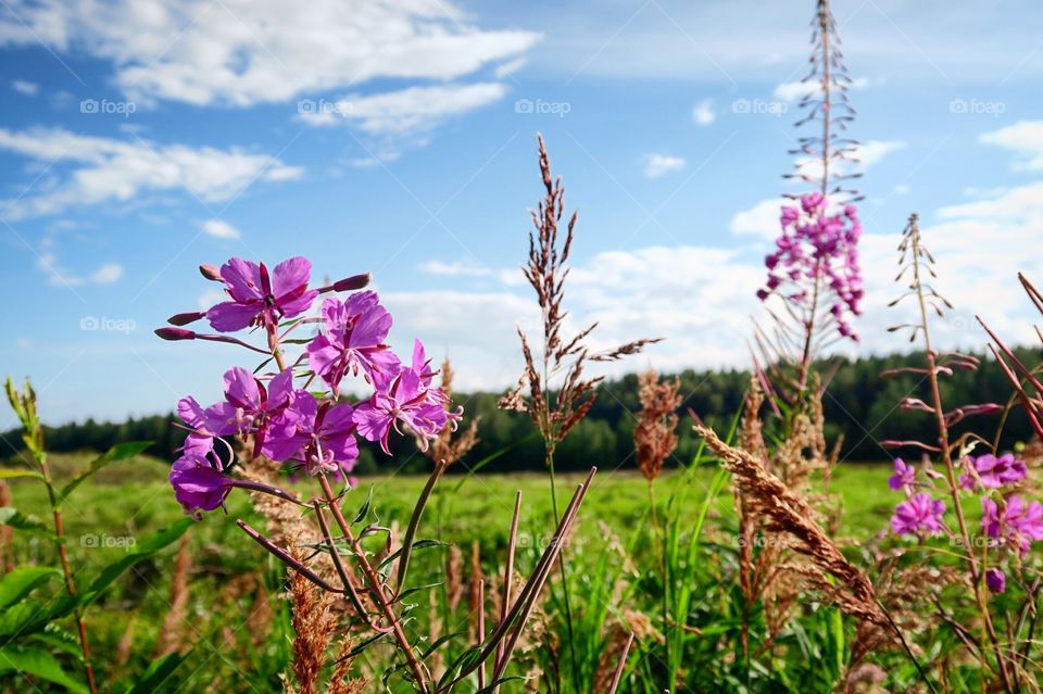 Purple flowers against sky and meadow 