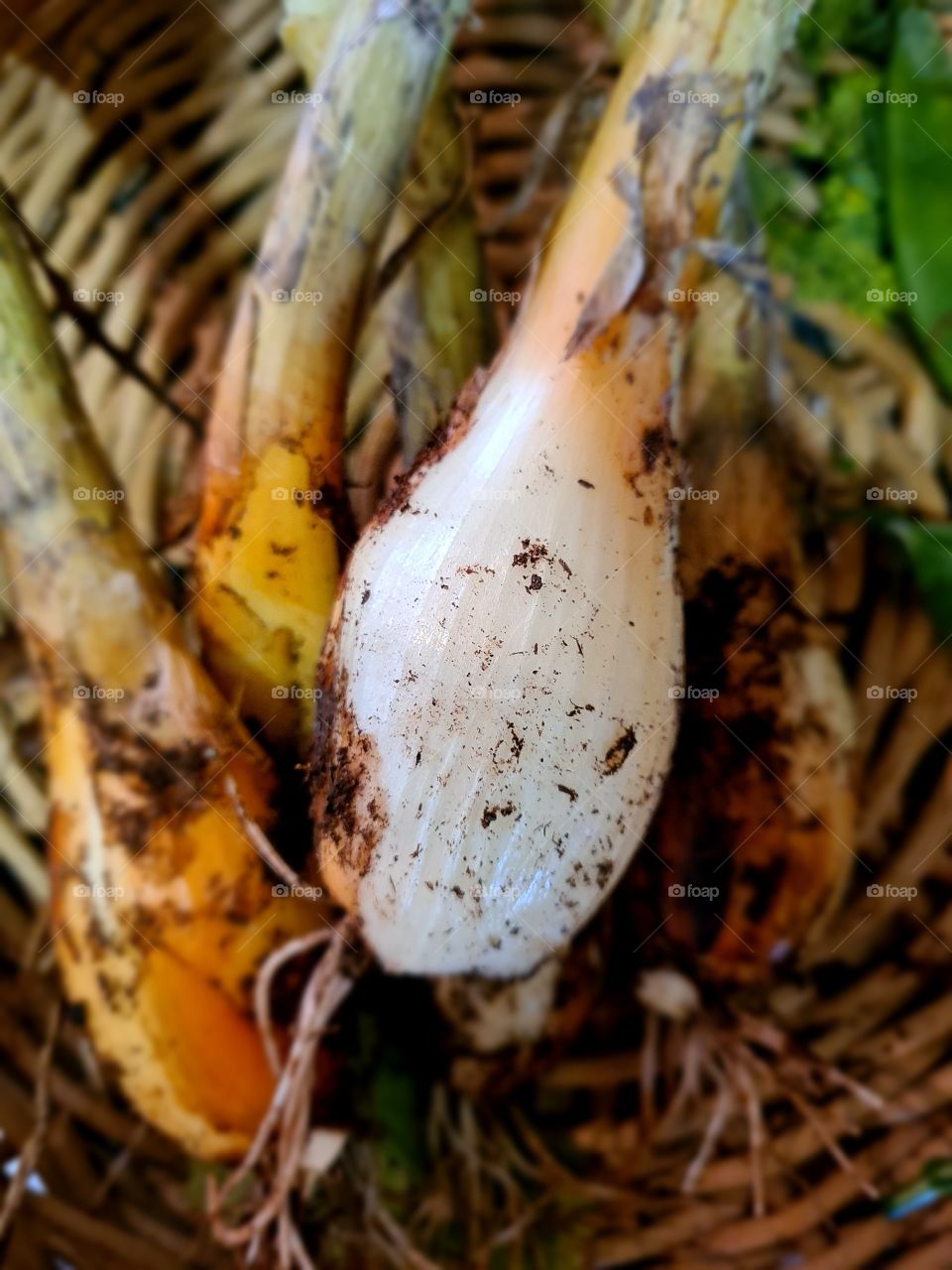 freshly picked onion