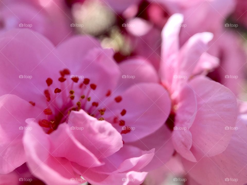 Beautiful spring blooming 