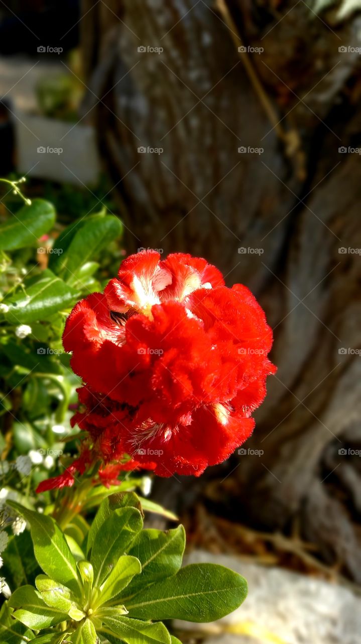 Celosia argentea