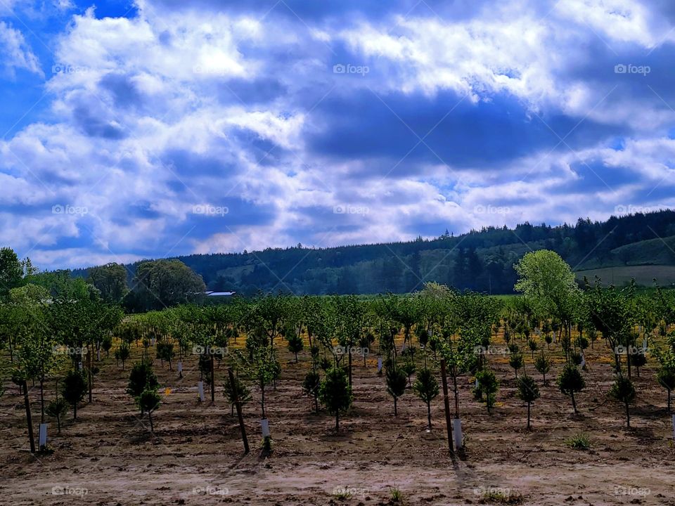 spring morning in the orchards