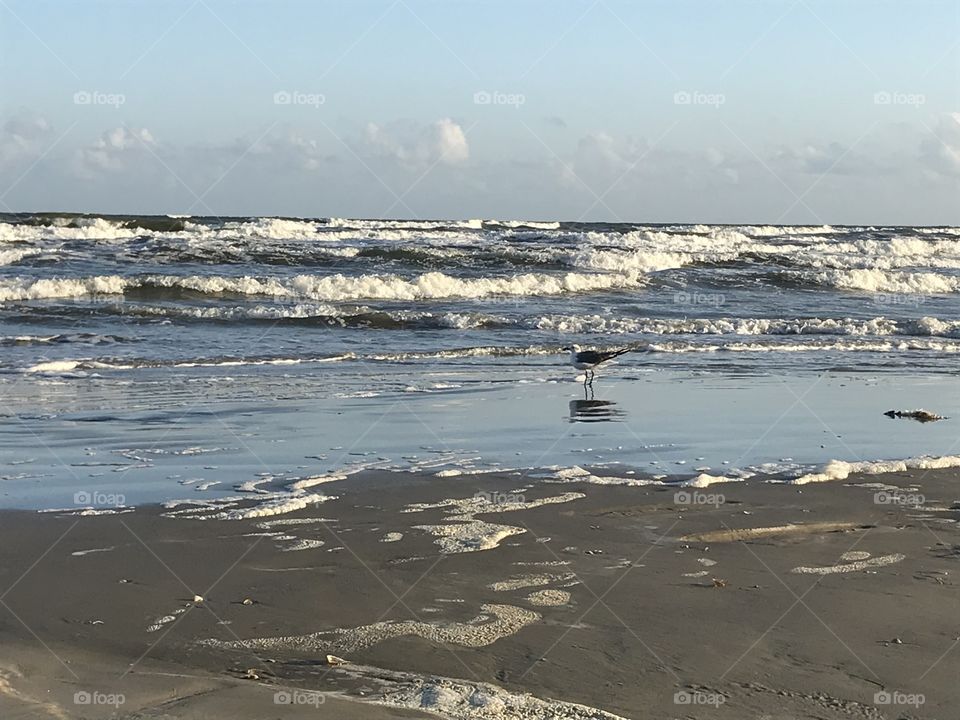 Galveston