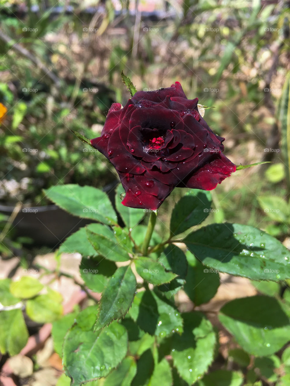 Black Baccara Roses