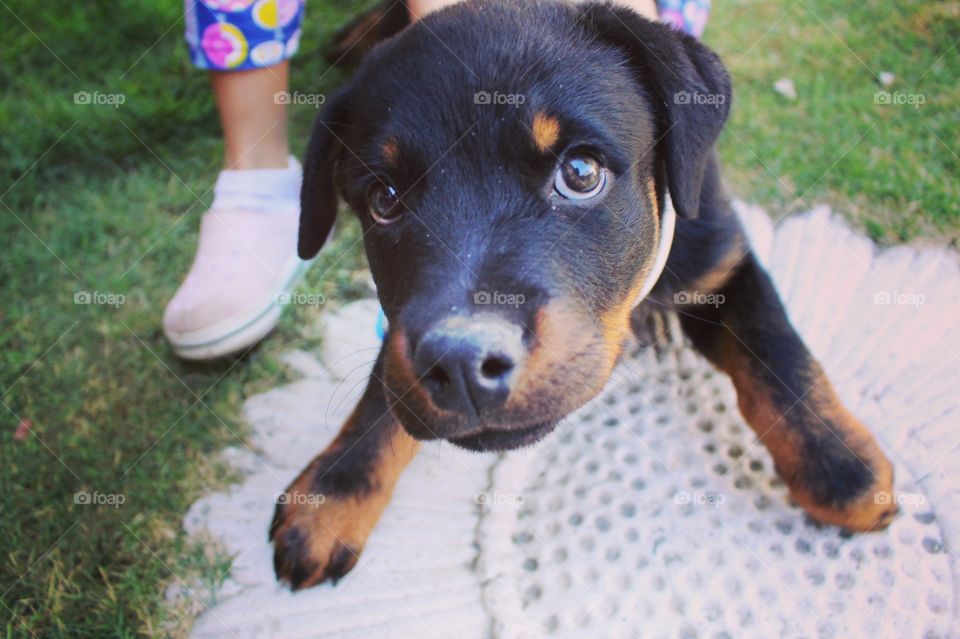 Puppy (Rottweiler)