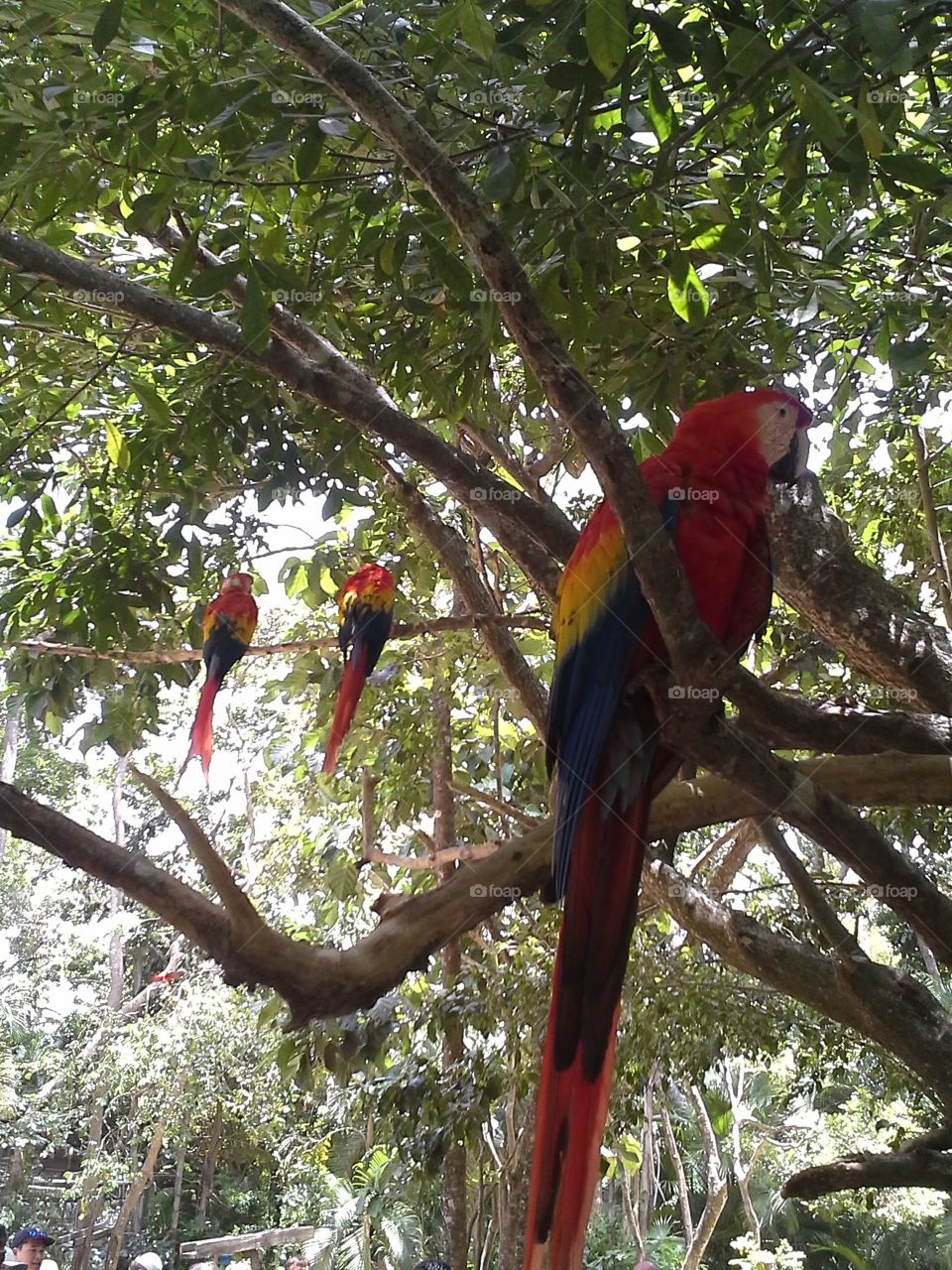 Tropical, Parrot, Jungle, Exotic, Bird