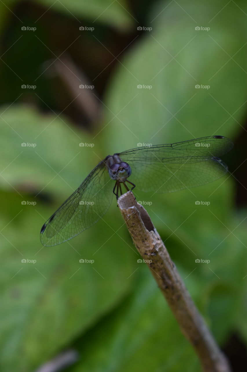 Dragonfly perched on a stick.