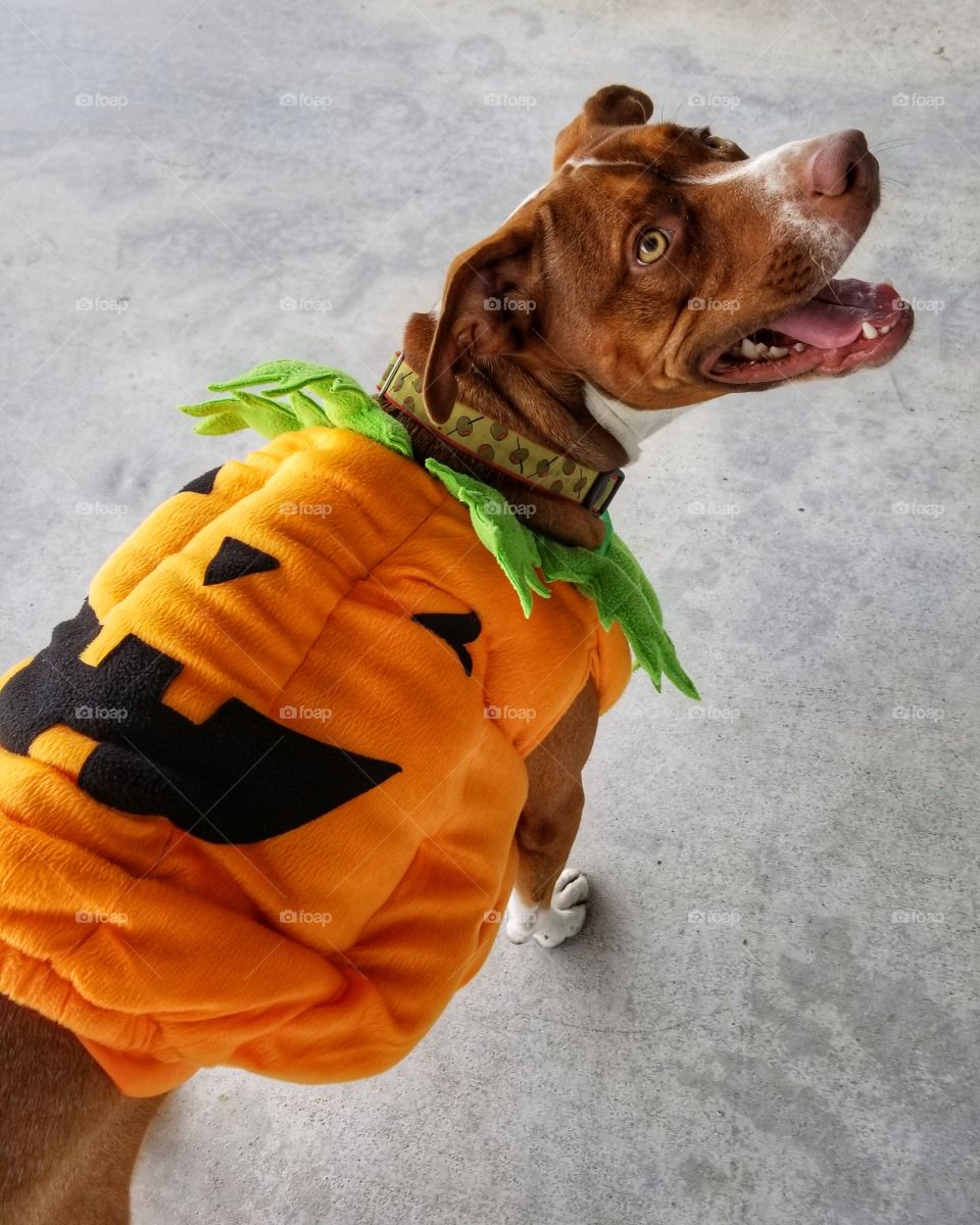 Olive the Jack-O-Lantern