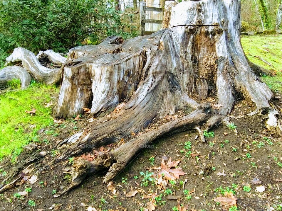 large stump