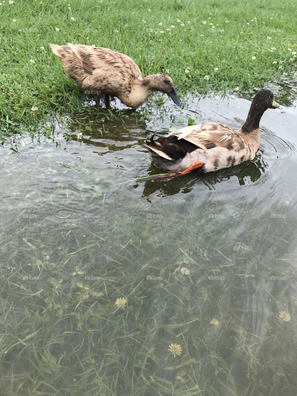 Ducks 