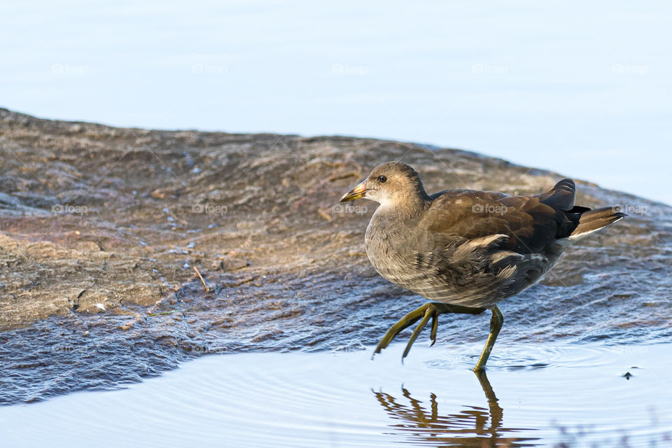 One juvenile coot bird with very large feet wading in shallow water 