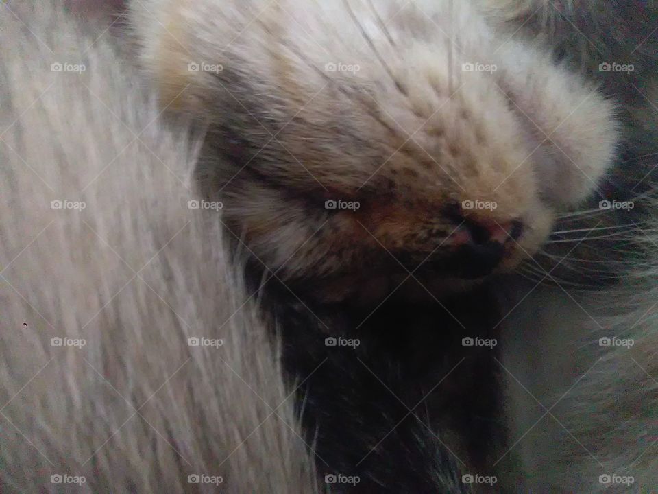 Up close sleeping kitty