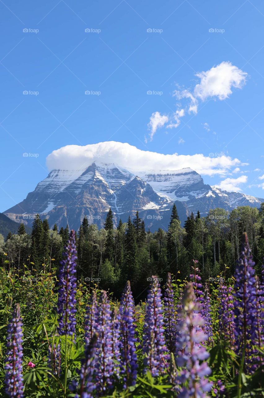 Mount Robson and the lupines