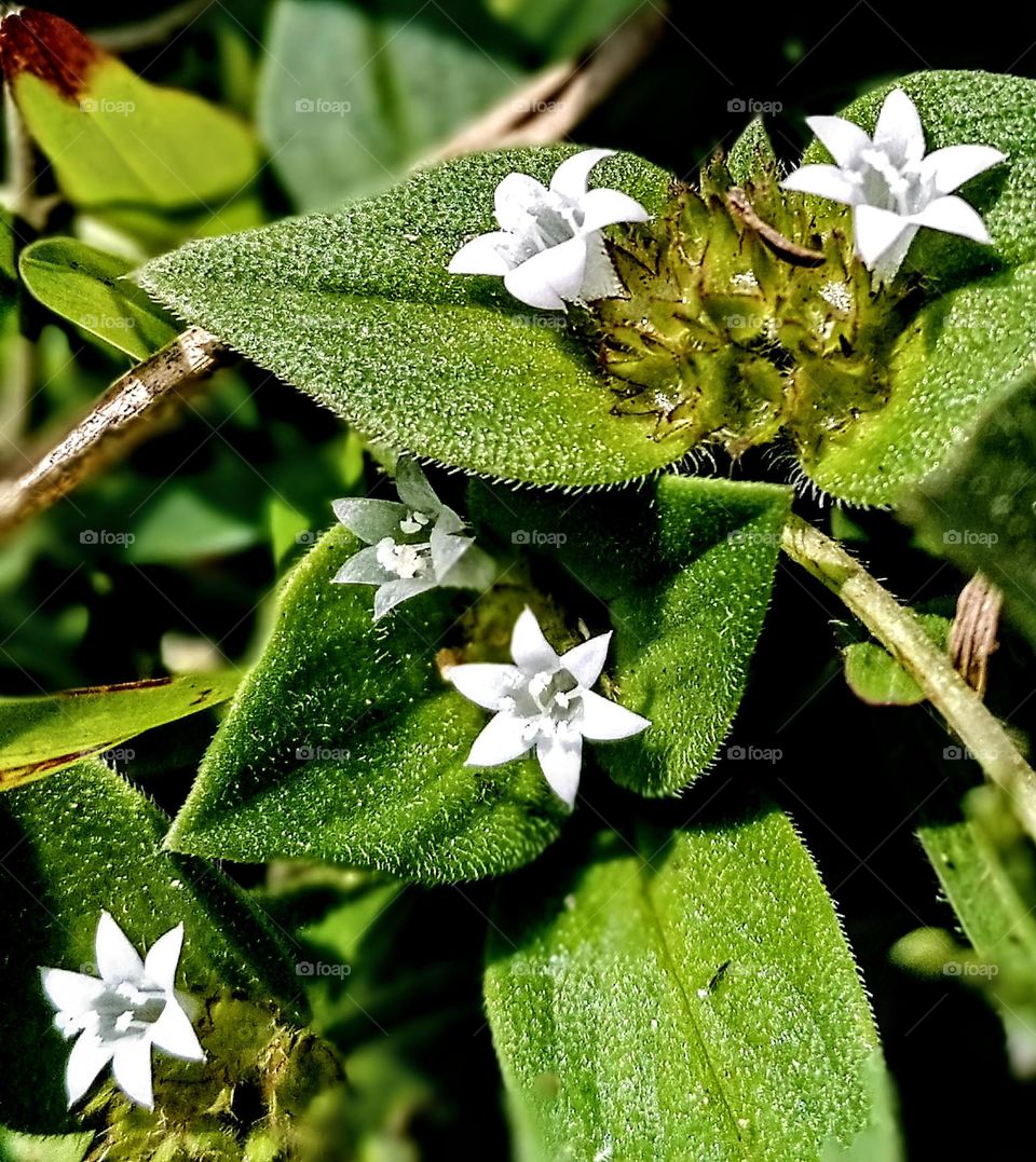 flower