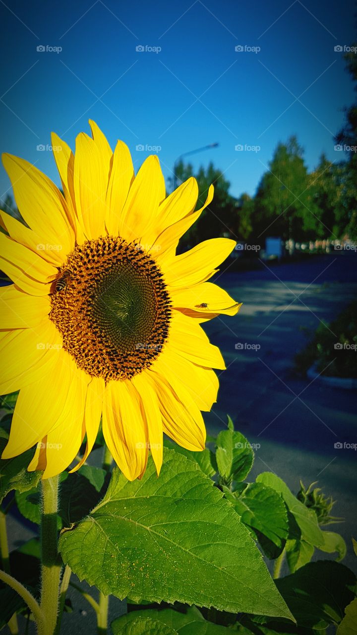 Nature, Flora, Summer, Flower, Leaf